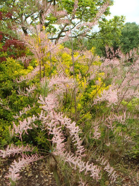 Tamarix parviflora fleur